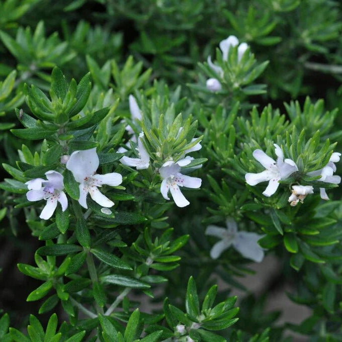 Coastal Rosemary Little Westie (Westringia) - Ladybird Nursery