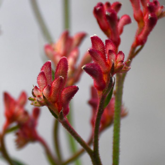 Kangaroo Paw 'Valentine' (Anigozanthos) - Ladybird Nursery