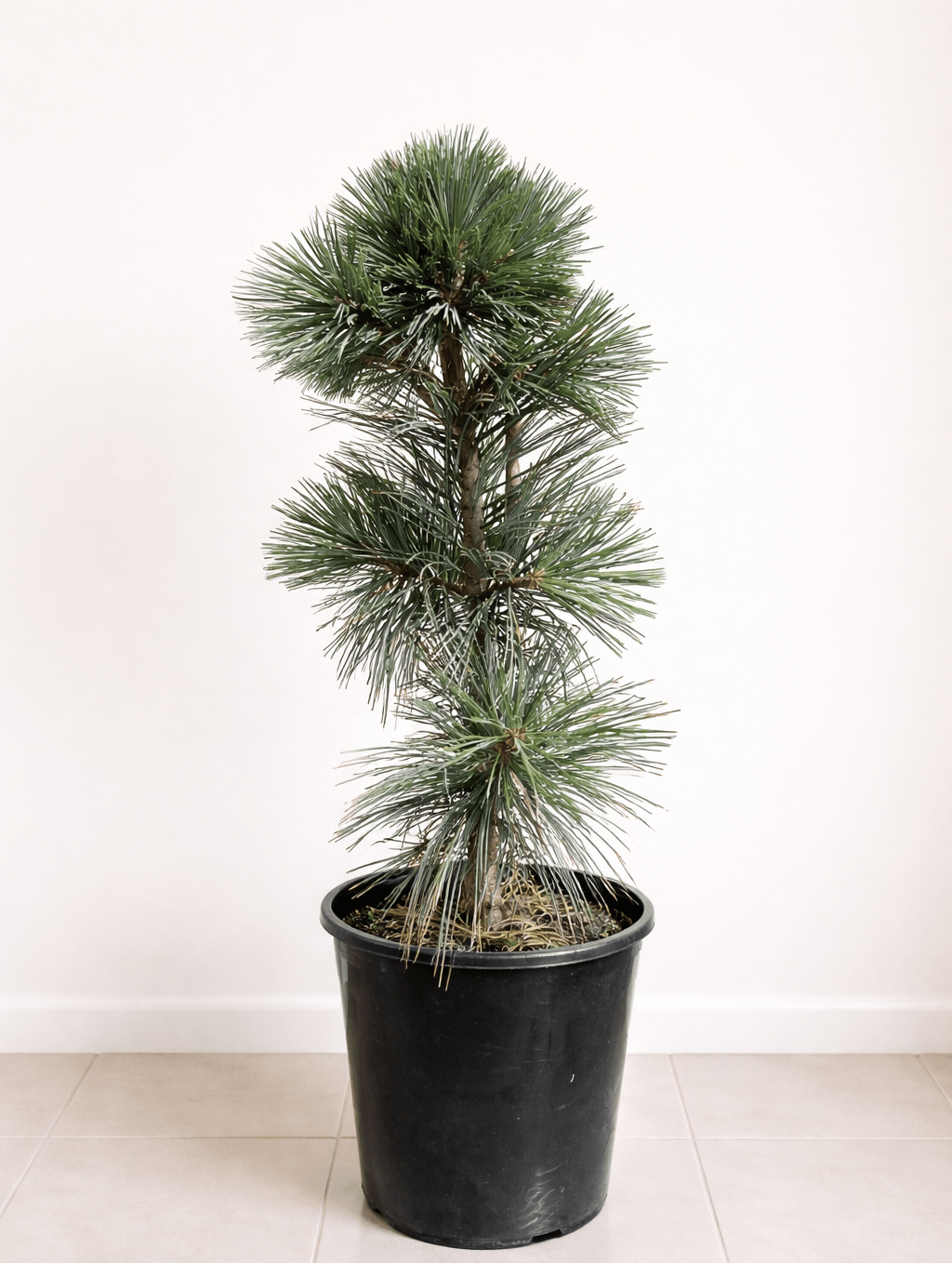 Vanderwolf's pyramid Limber Pine (pinus flexilis) - Ladybird Nursery