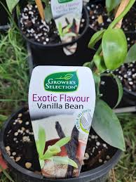 Vanilla Bean Vine (Vanilla planifolia) - Ladybird Nursery