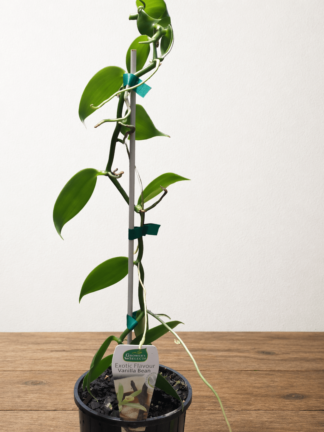 Vanilla Bean Vine (Vanilla planifolia) - Ladybird Nursery