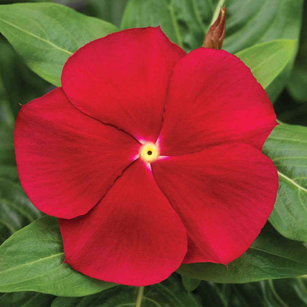 Periwinkle Red (Vinca spp.) - Ladybird Nursery