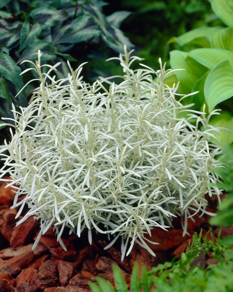 Curry Plant Silvio Spreading (Helichrysum italicum) - Ladybird Nursery