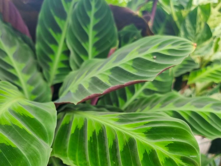 Calathea Warscewiczii