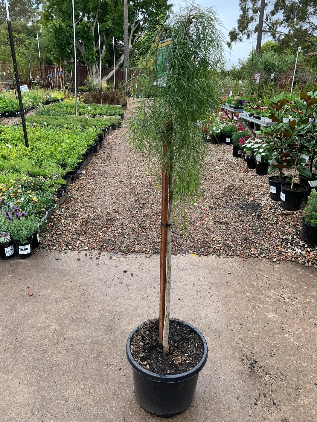 Bower Wattle Waterfall™ Standards (Acacia cognata) - Ladybird Nursery