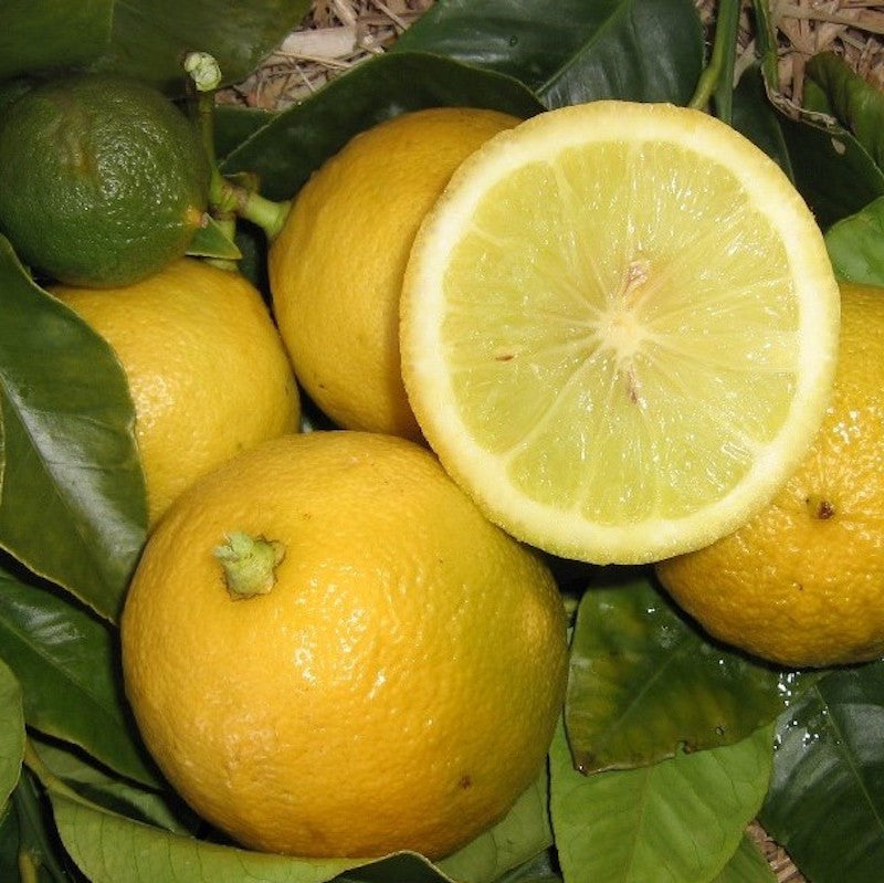Pummelo 'Watsons Choice'
