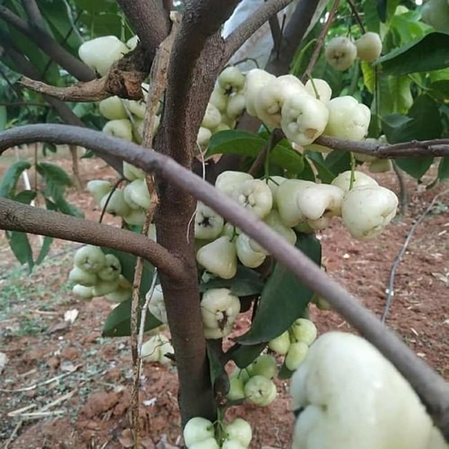 Wax Jambu White - Ladybird Nursery
