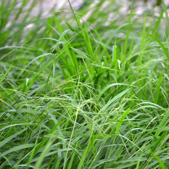 Weeping Grass (Microlaena stipoides) - Ladybird Nursery