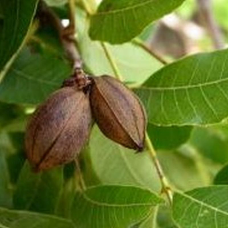 Pecan Nut PABST (grafted) - Ladybird Nursery