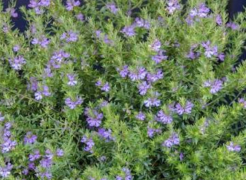 Coastal Rosemary 'Mighty Bloom' (Westringia fruticosa)