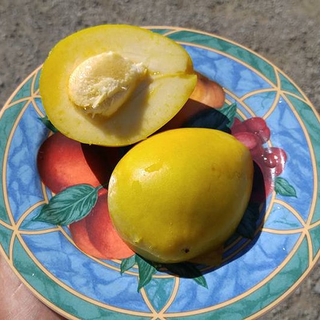 White Sapote Lemon Gold Grafted