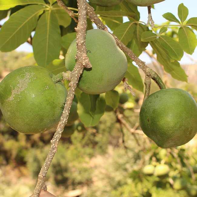 White Sapote Pike Grafted