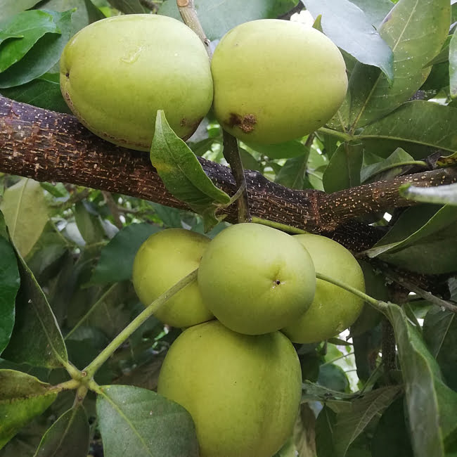 White Sapote Reinecke Commercial Grafted