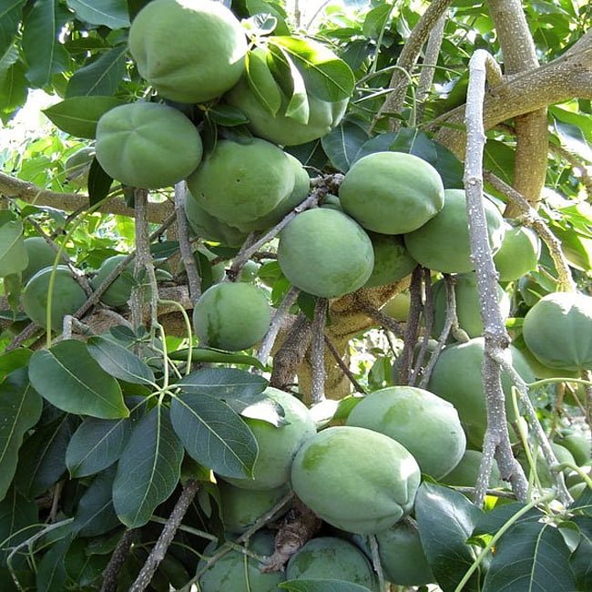 White Sapote - Ladybird Nursery
