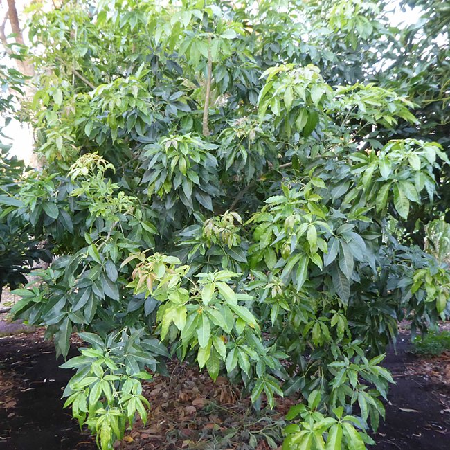 White Sapote Smathers Grafted