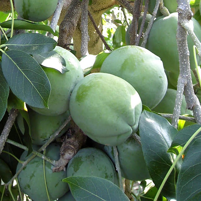 White Sapote Wilson Grafted
