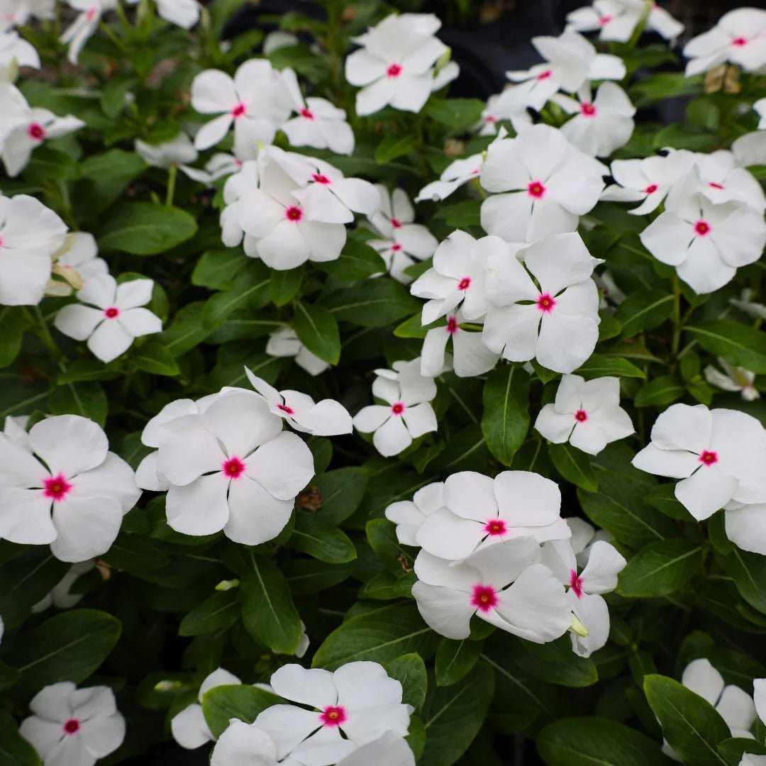 Periwinkle (Vinca White) - Ladybird Nursery