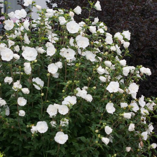 Rose of Sharon Double White (Hibiscus syriacus) - Ladybird Nursery
