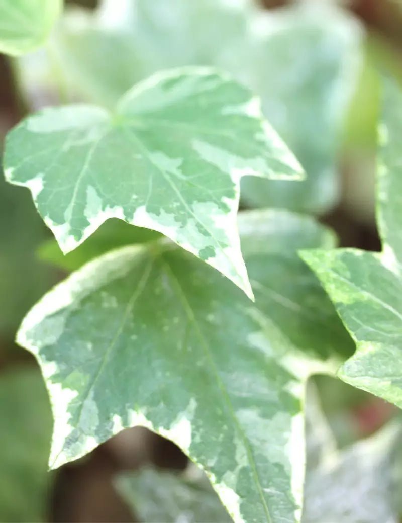 White Ivy (Hedera cascade) - Ladybird Nursery
