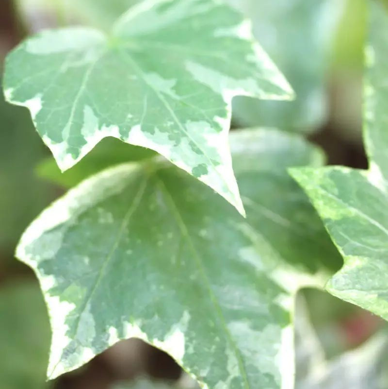 White Ivy (Hedera cascade) - Ladybird Nursery