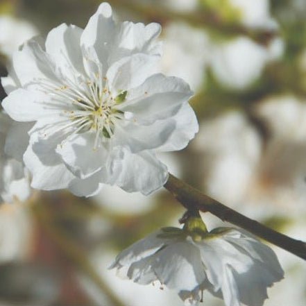 Super Dwarf Flowering Peach 'White' (Prunus Persica) (BARE ROOT)