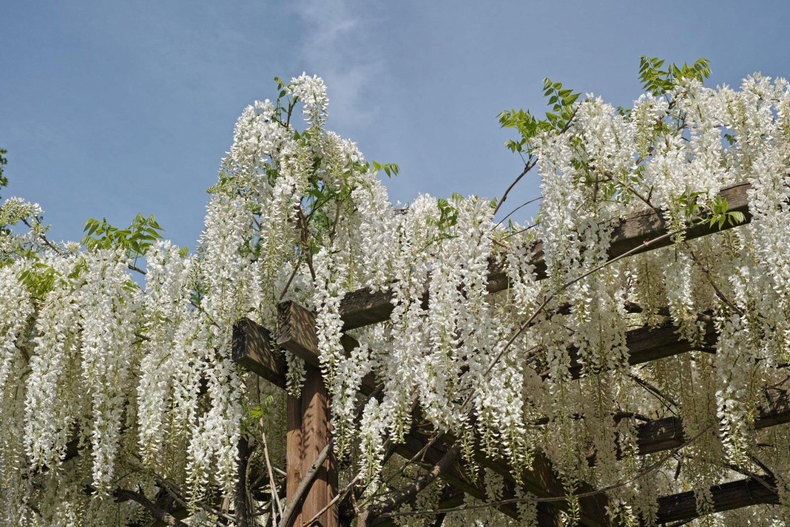Chinese Wisteria Jako (Wisteria sinensis) - Ladybird Nursery