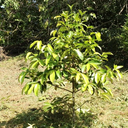 Yellow Mangosteen advanced - Ladybird Nursery