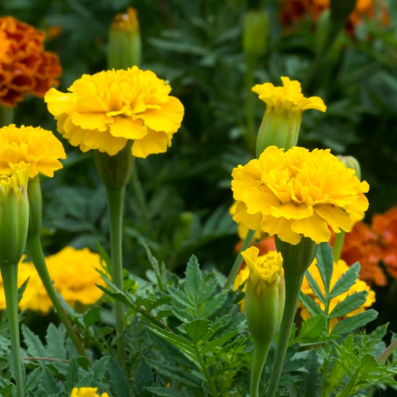 Marigold French Yellow