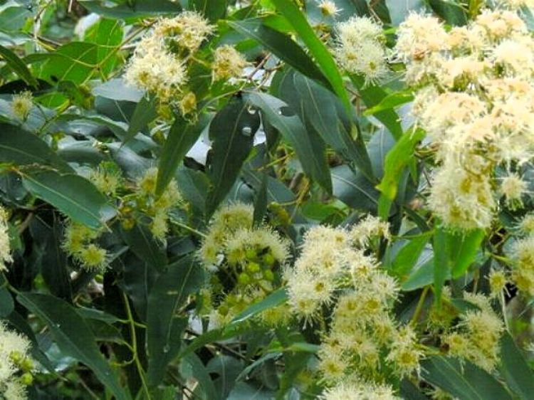 Dwarf Yellow Bloodwood (Corymbia eximia nana)