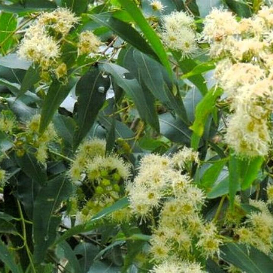 Dwarf Yellow Bloodwood (Corymbia eximia nana) - Ladybird Nursery