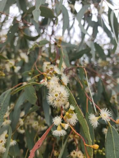 Yellow Box Tree (Eucalyptus melliodora)