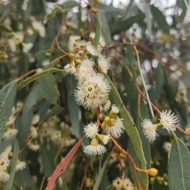 Yellow Box Tree (Eucalyptus melliodora) - Ladybird Nursery
