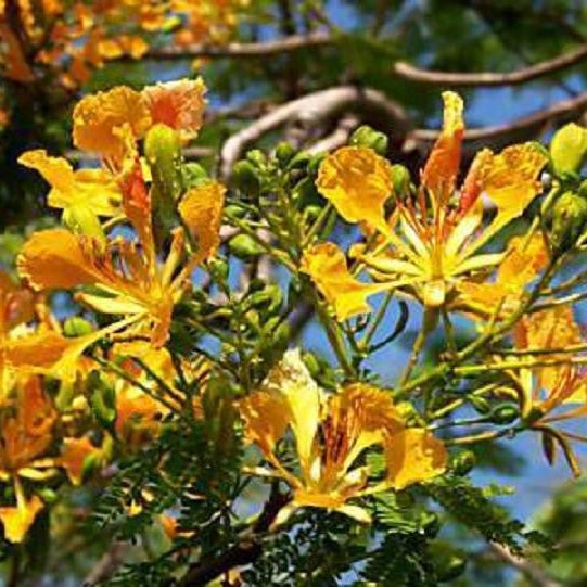 Poinciana Tree 'Yellow' (Delonix regia var. flavida) - Ladybird Nursery