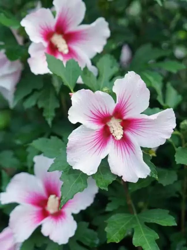 Hibiscus Fijian White (Hibiscus rosa - sinensis) - Ladybird Nursery