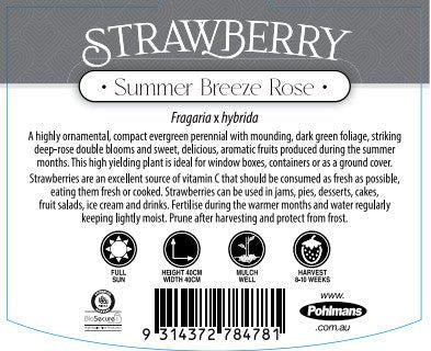 Strawberry 'Summer Breeze Rose' - Ladybird Nursery