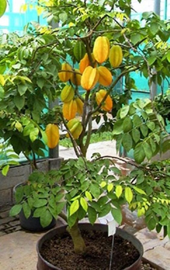 Carambola (Star Fruit) Tree