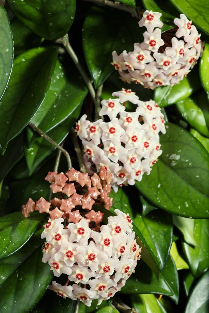 Wax Plant (Hoya carnosa) - Ladybird Nursery