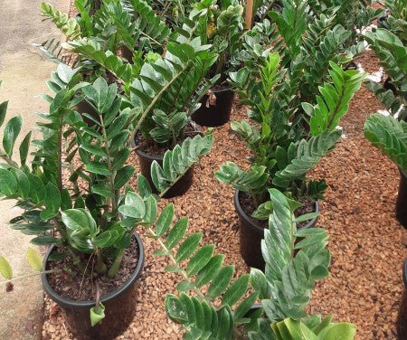 Zanzibar Gem - Advanced (PICK UP ONLY) - Ladybird Nursery