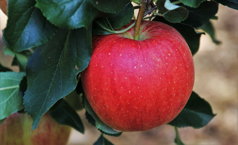 Growing Apple Trees in Hot Weather Climates