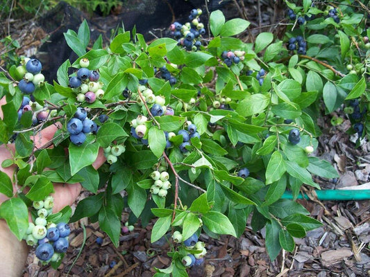 Blueberries for Subtropical Climates