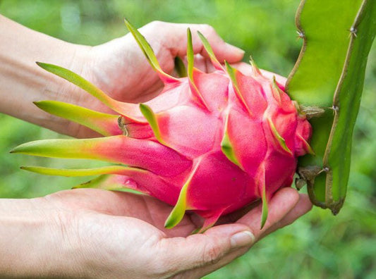 Top 5 Easy to Grow Fruit Trees