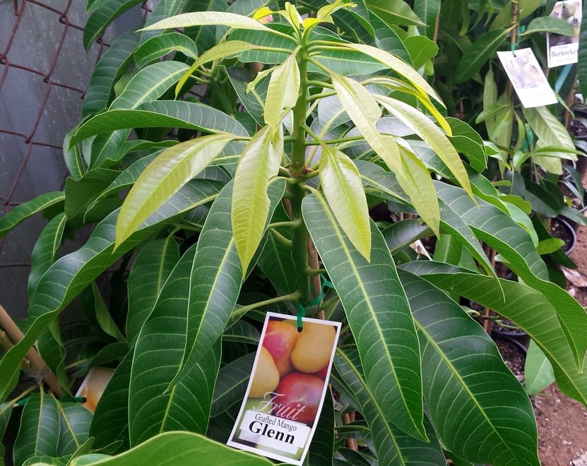 Grafted Fruit Trees vs Seedlings - Ladybird Nursery