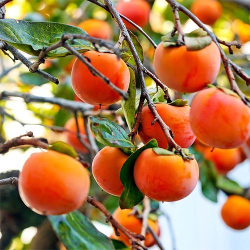 Persimmon Fruit Trees | Growing Guide for Eastern Australia
