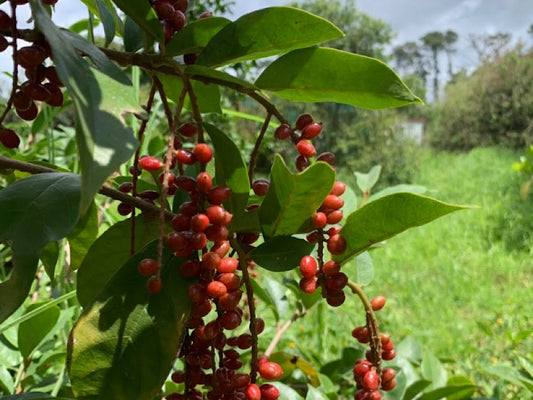 Wild Currant is a Sweet Bush Tucker Fruit Tree - Ladybird Nursery