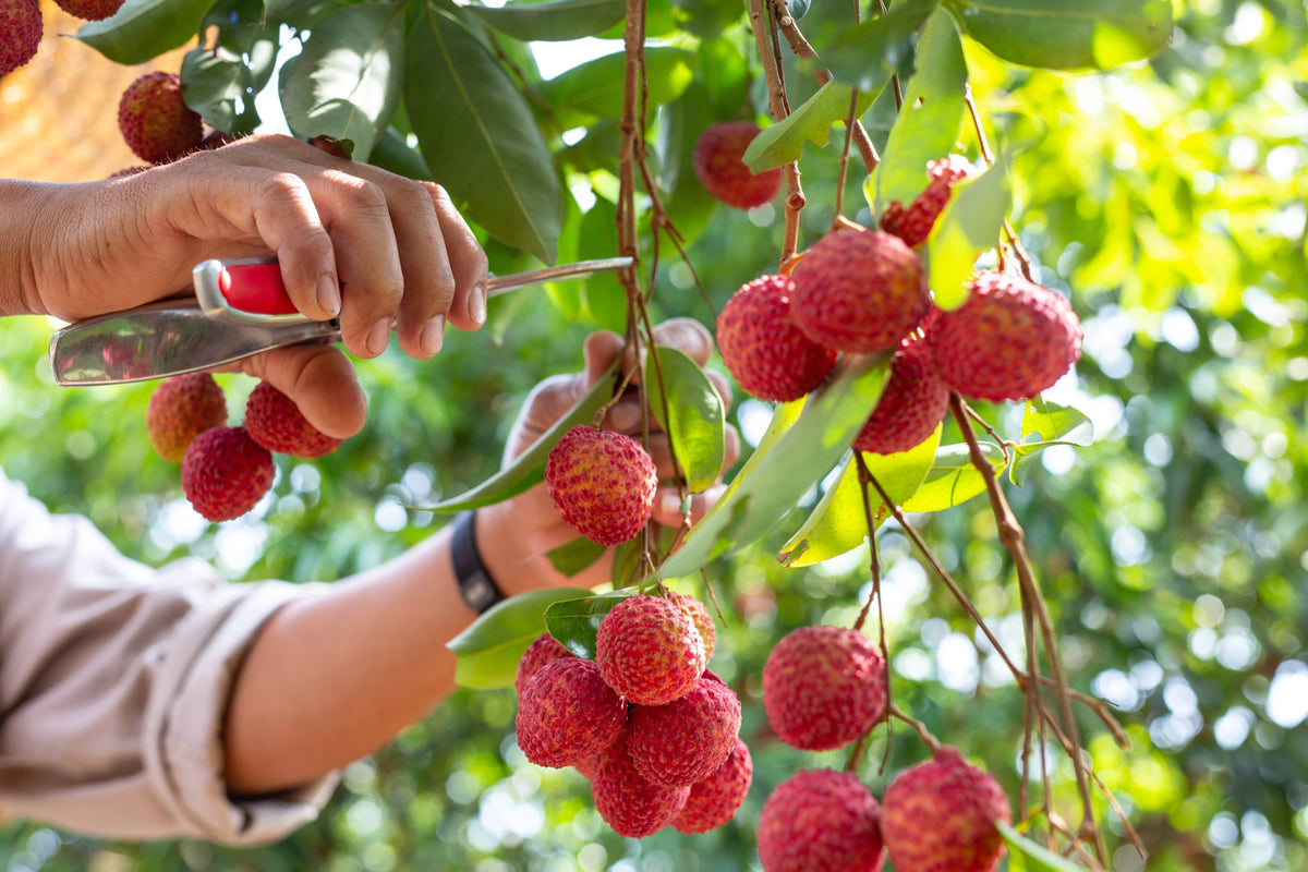 Simple Lychee Lychee Trees Made Simple: Size, Fruit and Care Guide – Ladybird Nursery