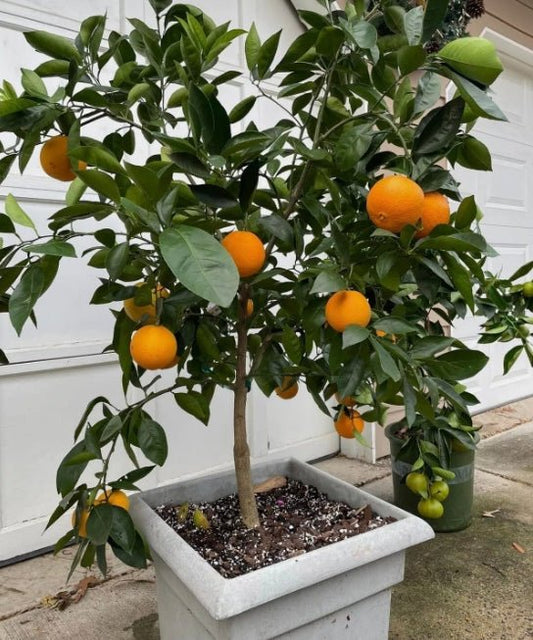 How to Care for a Mini Orange Tree - Ladybird Nursery