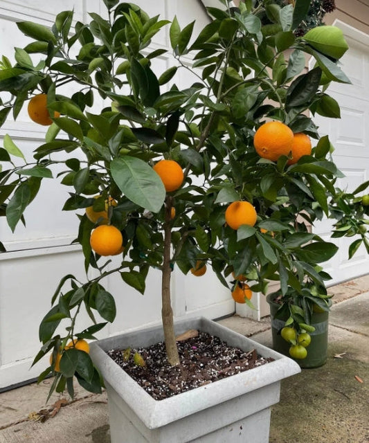 How to Care for a Mini Orange Tree