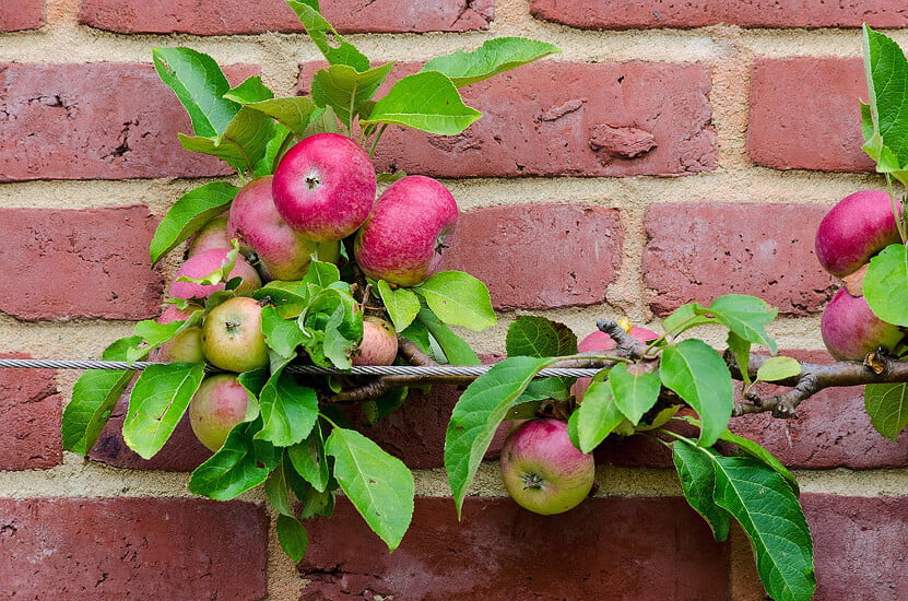 How to Espalier a Fruit Tree