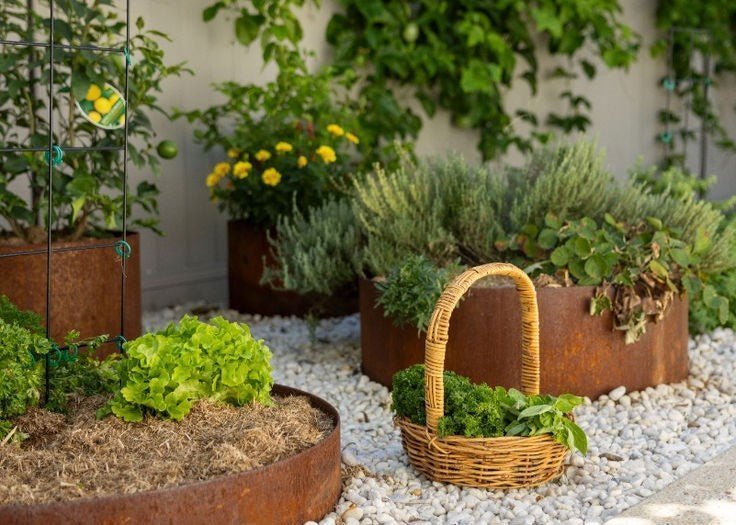 Why Every Aussie Backyard Should Have 1–3 Edible Plants or Bushes - Ladybird Nursery