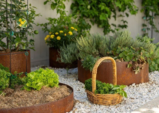 Why Every Aussie Backyard Should Have 1–3 Edible Plants or Bushes - Ladybird Nursery